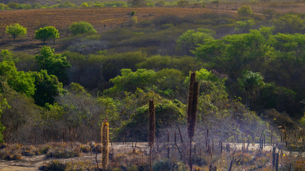 Rural Climate Resilience